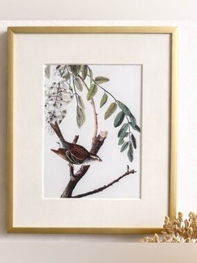 Audubon Chipping Sparrow Illustration in Substantial Gold Frame with Cream Mat